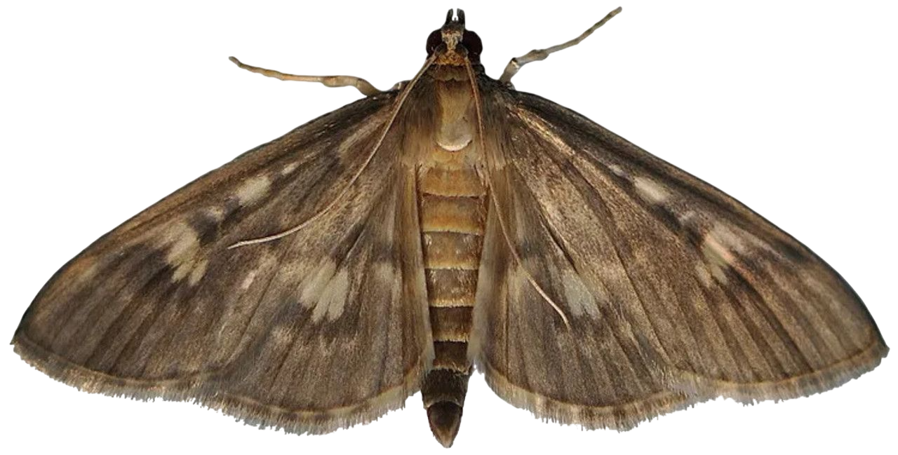 Уничтожение моли