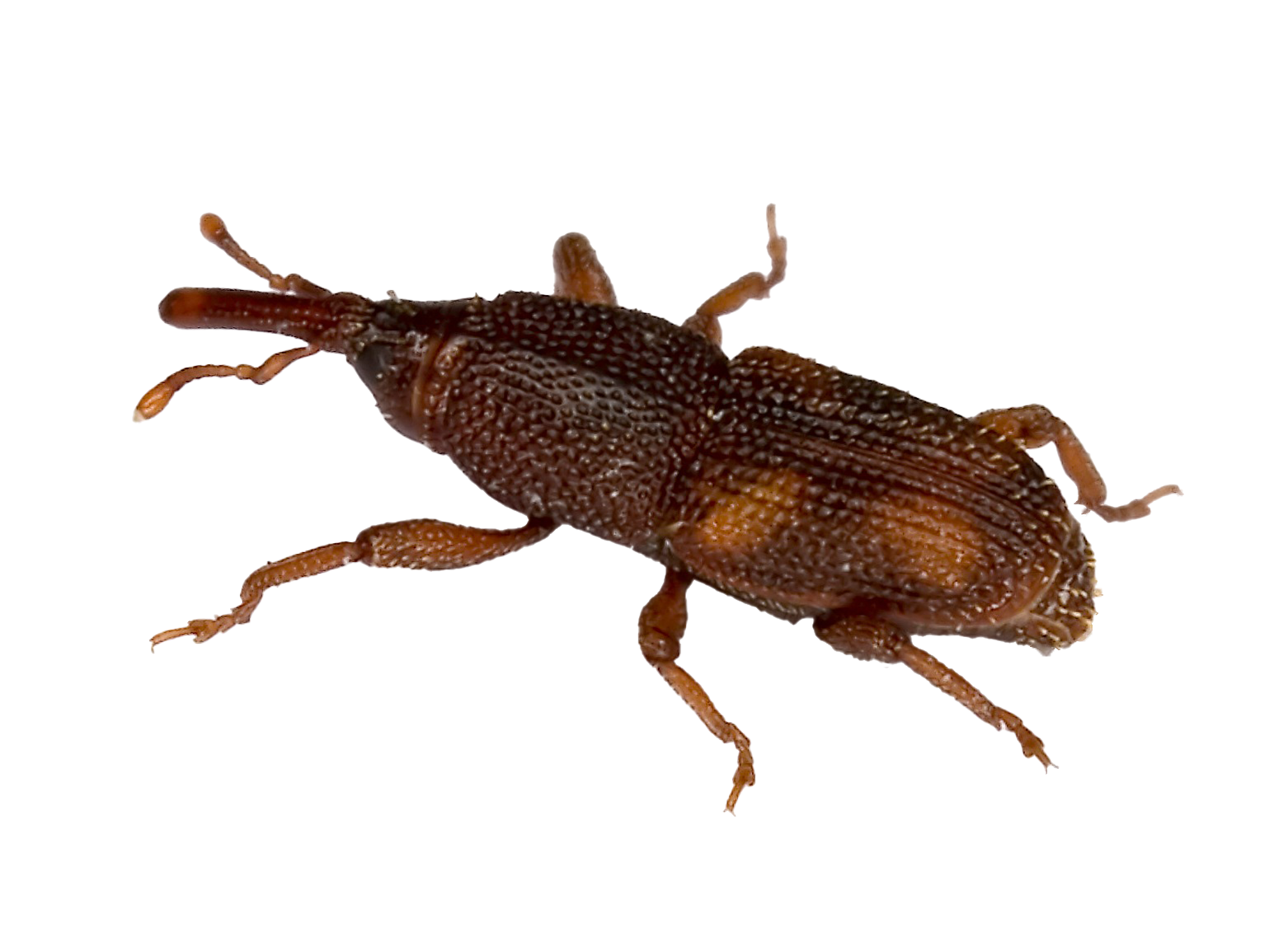 Обработка от долгоносика